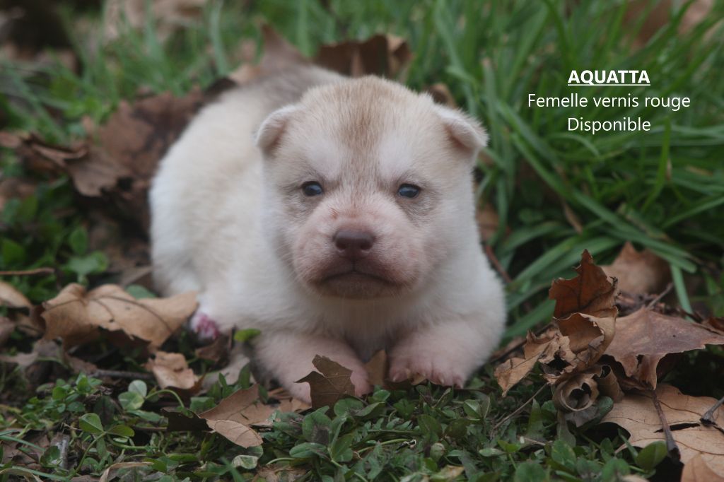 Of Legendary's Reborn - Chiot disponible  - Siberian Husky