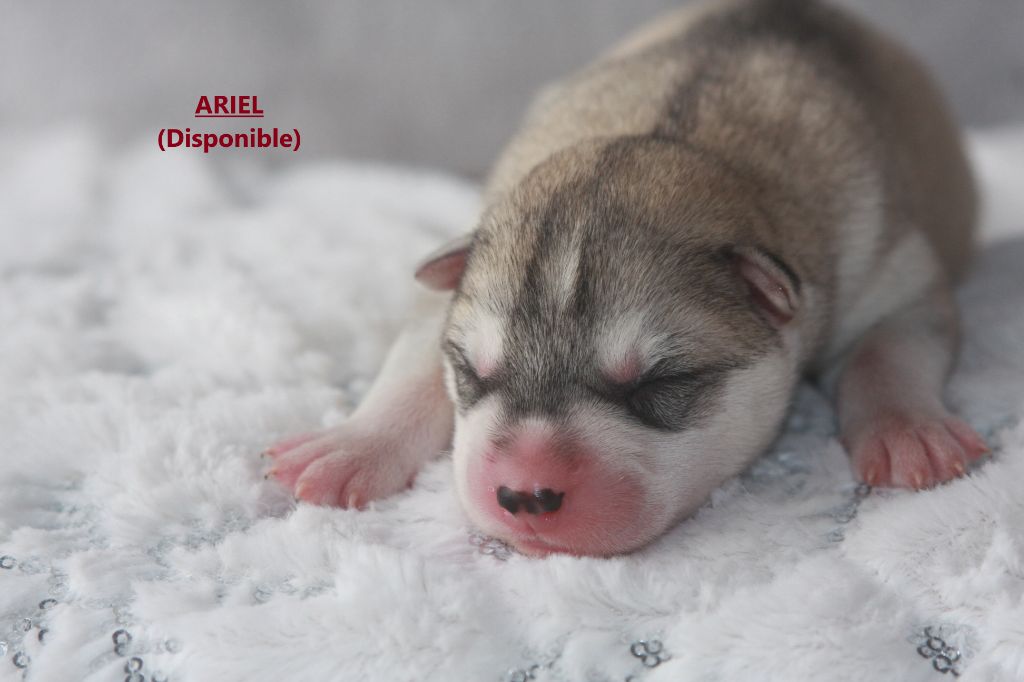 Of Legendary's Reborn - Chiot disponible  - Siberian Husky