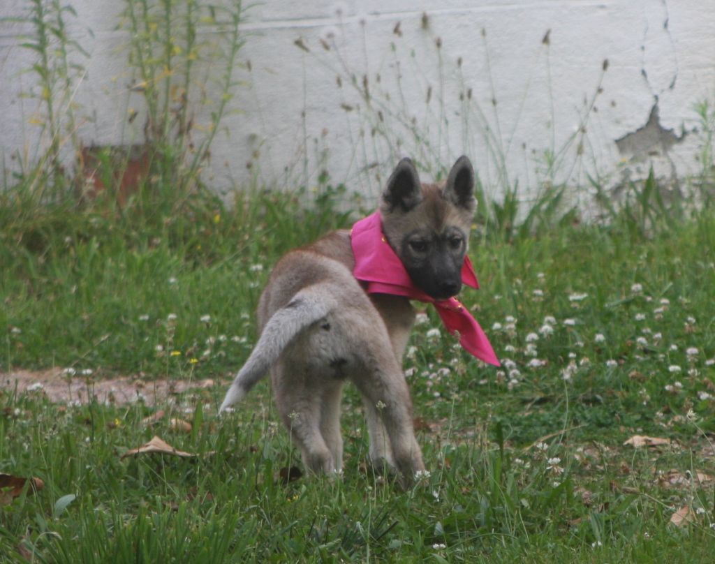 Of Legendary's Reborn - Chiot disponible  - Siberian Husky