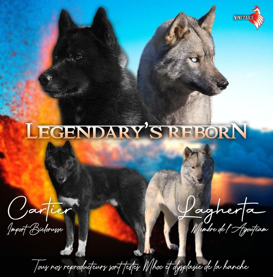 chiot Siberian Husky Of Legendary's Reborn