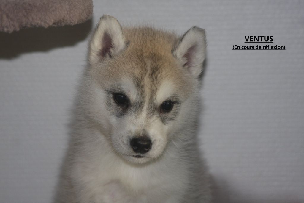 Of Legendary's Reborn - Chiot disponible  - Siberian Husky