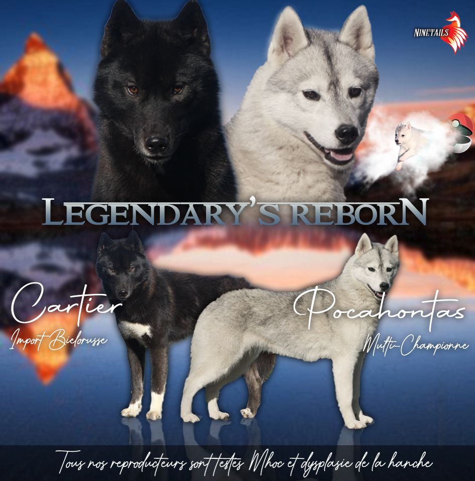 chiot Siberian Husky Of Legendary's Reborn