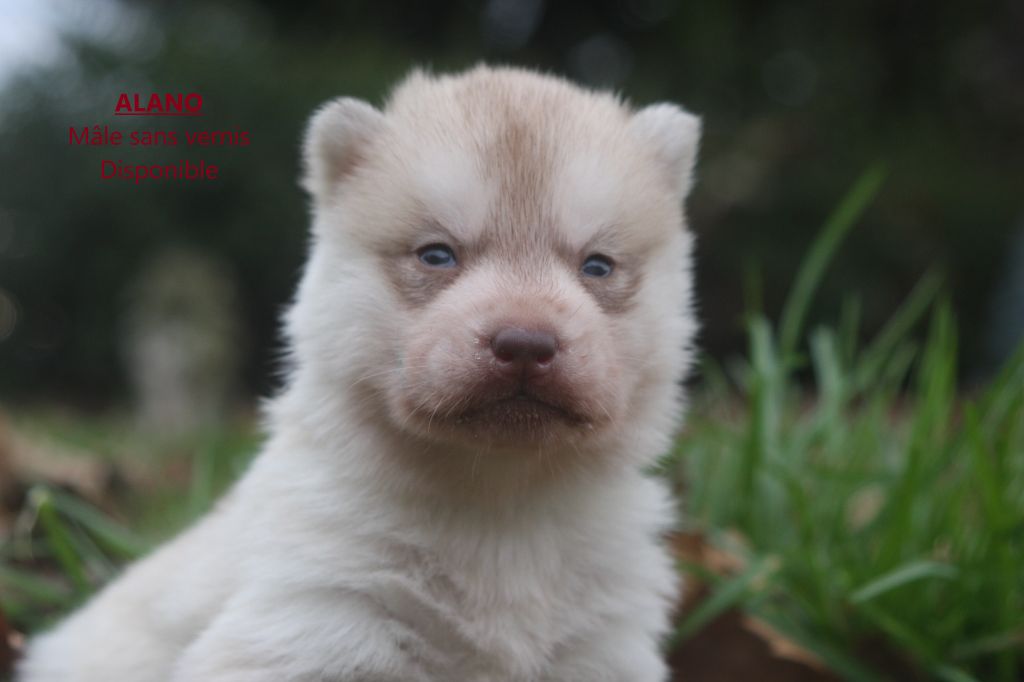 Of Legendary's Reborn - Chiot disponible  - Siberian Husky