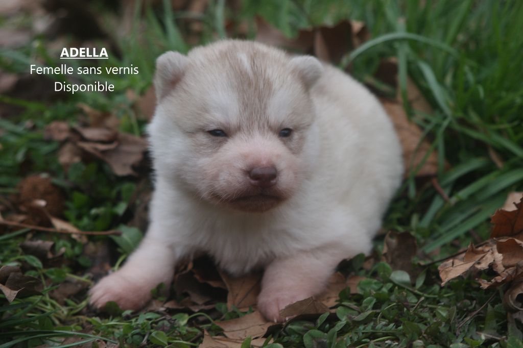 Of Legendary's Reborn - Chiot disponible  - Siberian Husky