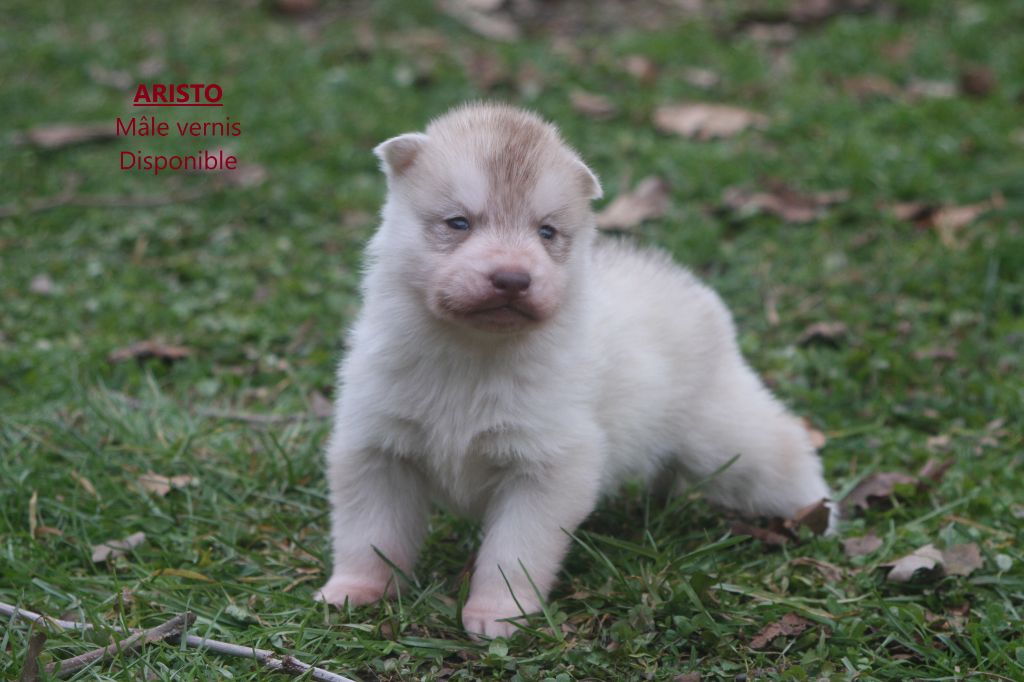 Of Legendary's Reborn - Chiot disponible  - Siberian Husky