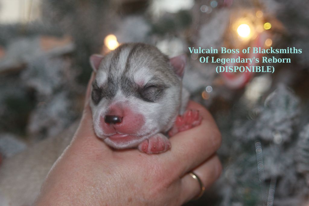 Of Legendary's Reborn - Chiot disponible  - Siberian Husky