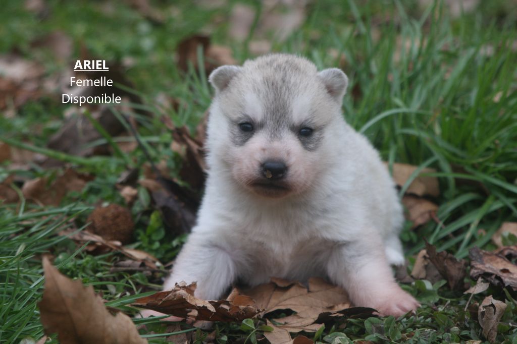 Of Legendary's Reborn - Chiot disponible  - Siberian Husky