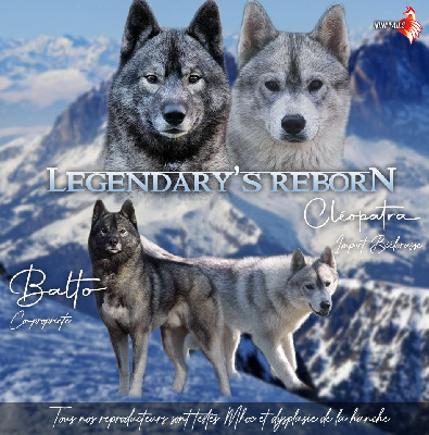 Of Legendary's Reborn - Siberian Husky - Portée née le 26/11/2023
