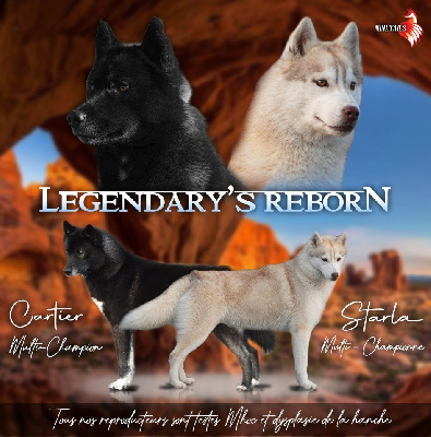Of Legendary's Reborn - Siberian Husky - Portée née le 27/04/2024