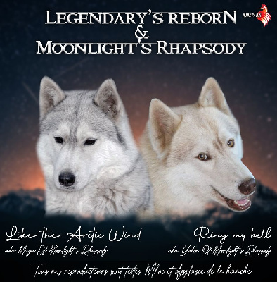 Of Legendary's Reborn - Siberian Husky - Portée née le 06/04/2023