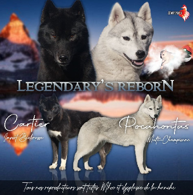 Of Legendary's Reborn - Siberian Husky - Portée née le 05/10/2022