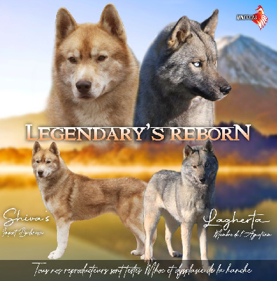 Of Legendary's Reborn - Siberian Husky - Portée née le 18/04/2024