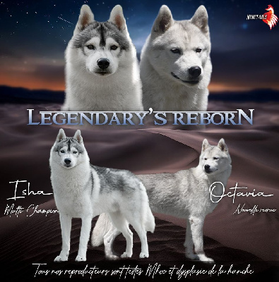 Of Legendary's Reborn - Siberian Husky - Portée née le 28/11/2023
