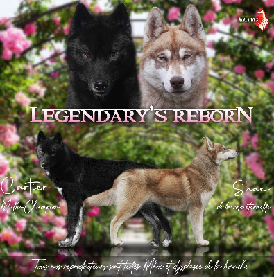 Of Legendary's Reborn - Siberian Husky - Portée née le 08/09/2023