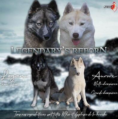 Of Legendary's Reborn - Siberian Husky - Portée née le 04/07/2023