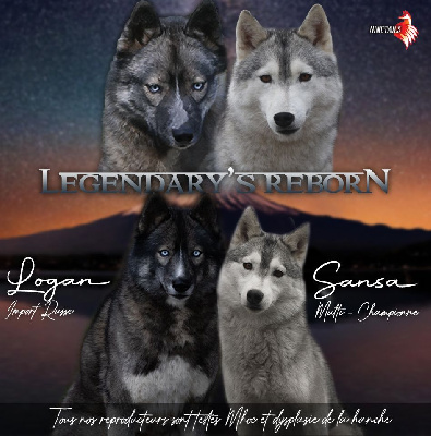 Of Legendary's Reborn - Siberian Husky - Portée née le 09/04/2024