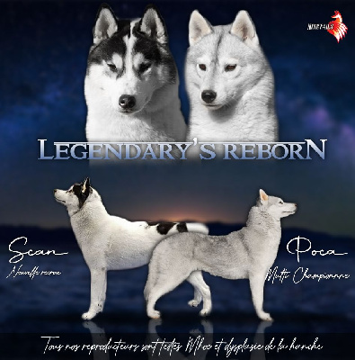 Of Legendary's Reborn - Siberian Husky - Portée née le 21/09/2023