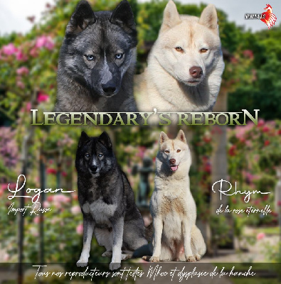Of Legendary's Reborn - Siberian Husky - Portée née le 31/08/2023