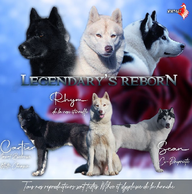 Of Legendary's Reborn - Siberian Husky - Portée née le 15/02/2024
