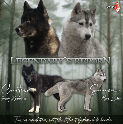 Of Legendary's Reborn - Siberian Husky - Portée née le 04/04/2023