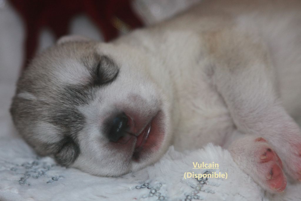 Of Legendary's Reborn - Chiot disponible  - Siberian Husky