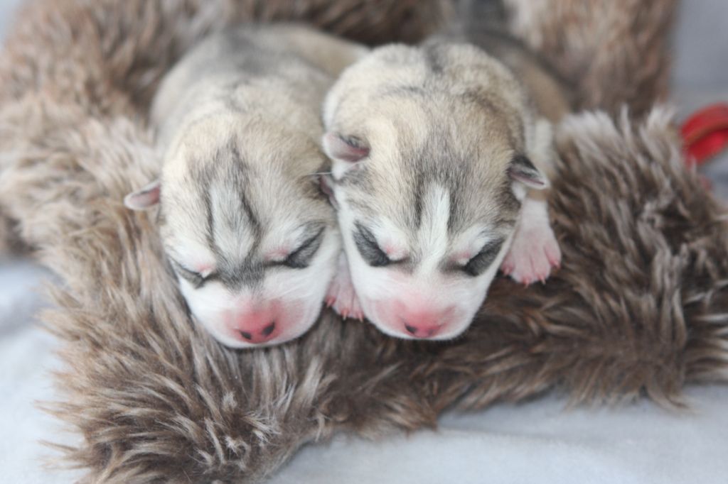 chiot Siberian Husky Of Legendary's Reborn