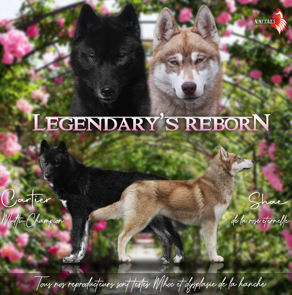 chiot Siberian Husky Of Legendary's Reborn
