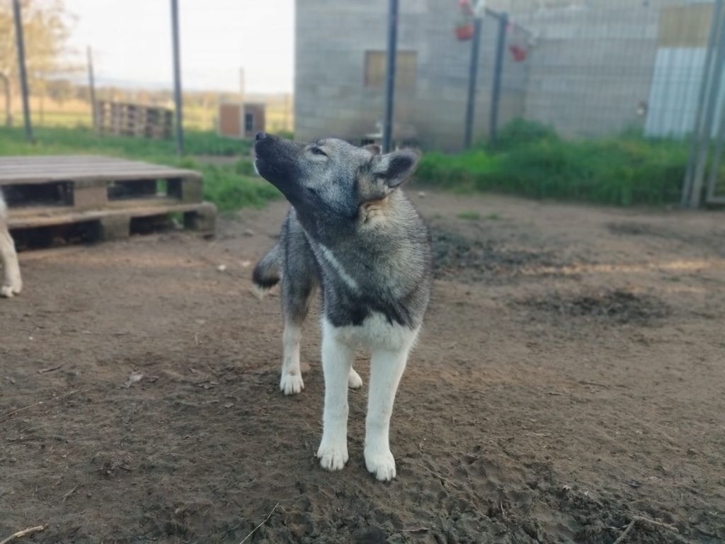 Of Legendary's Reborn - Chiot disponible  - Siberian Husky