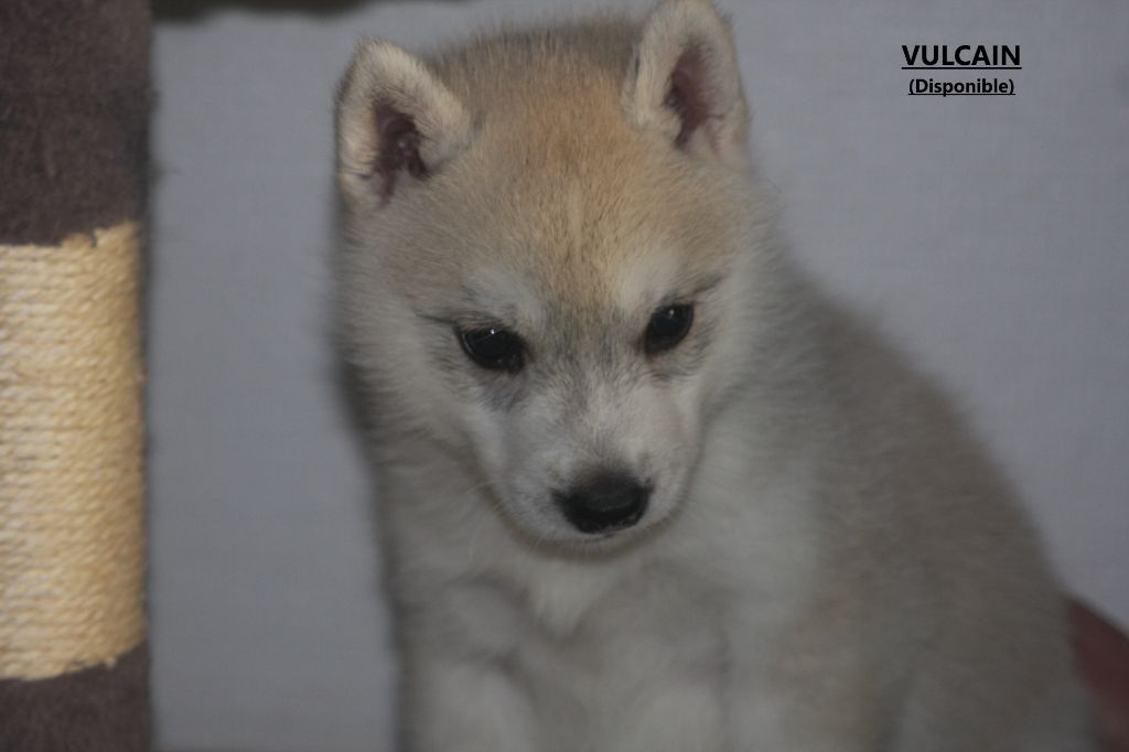 Of Legendary's Reborn - Chiot disponible  - Siberian Husky