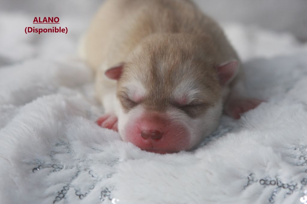 Of Legendary's Reborn - Chiot disponible  - Siberian Husky