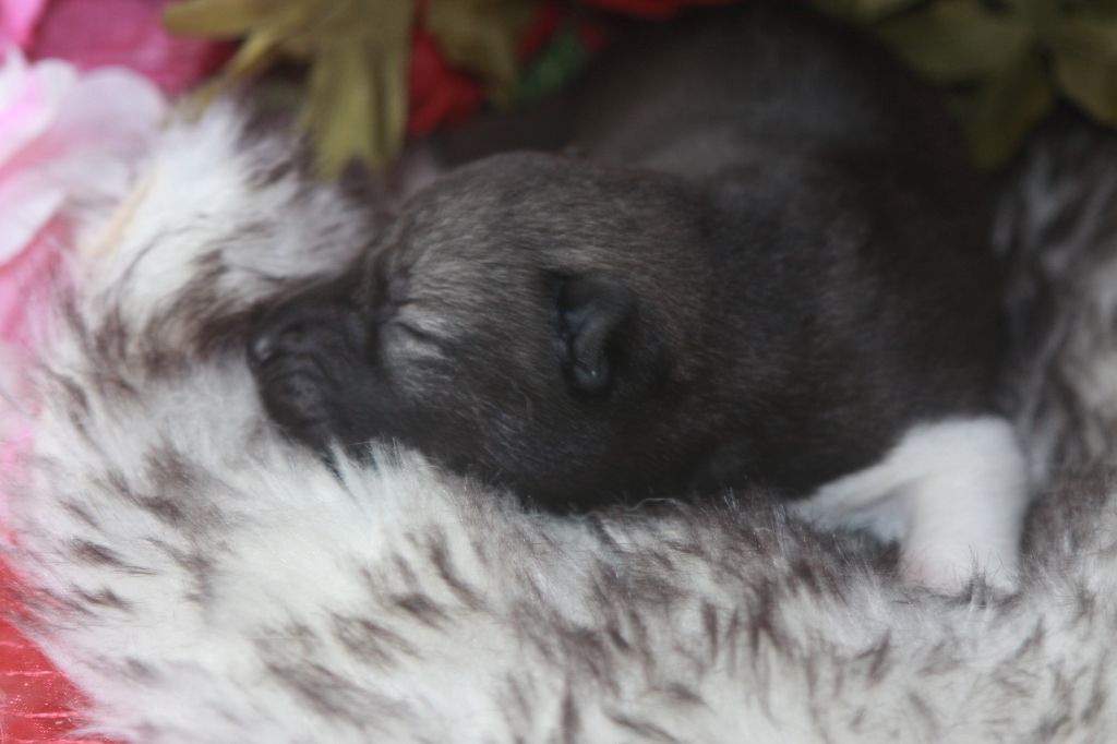 Of Legendary's Reborn - Chiot disponible  - Siberian Husky