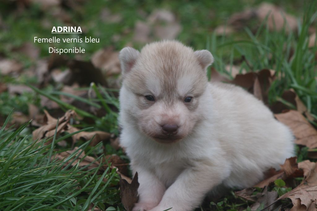 Of Legendary's Reborn - Chiot disponible  - Siberian Husky