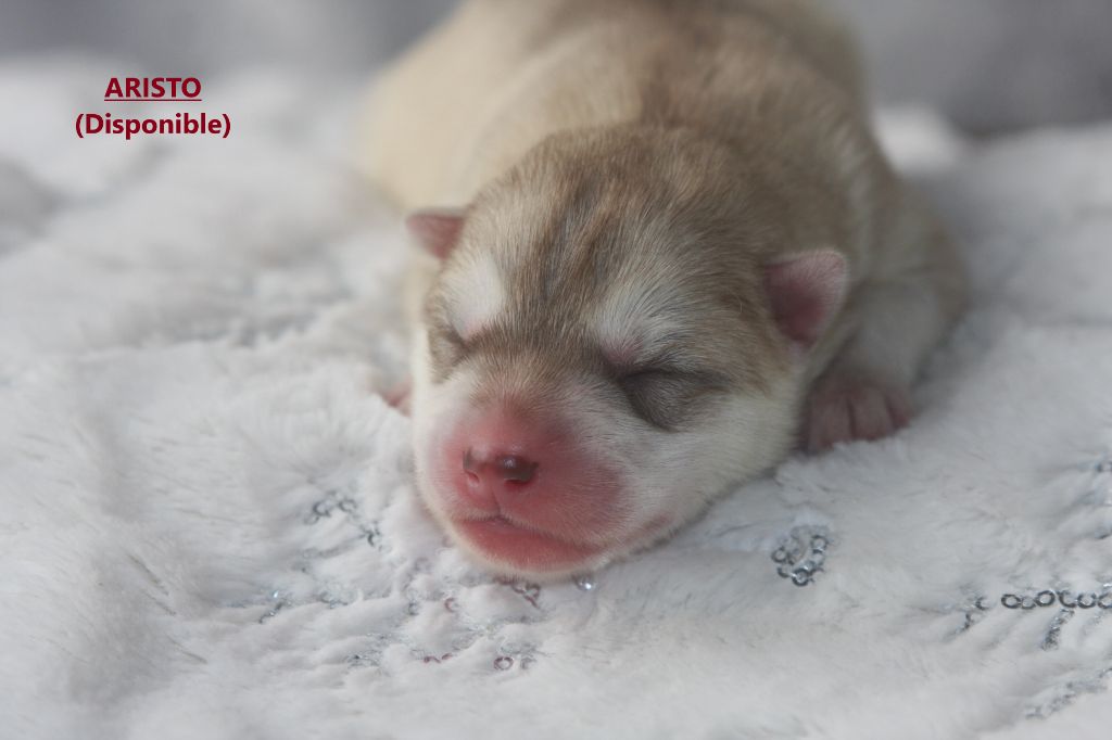 Of Legendary's Reborn - Chiot disponible  - Siberian Husky