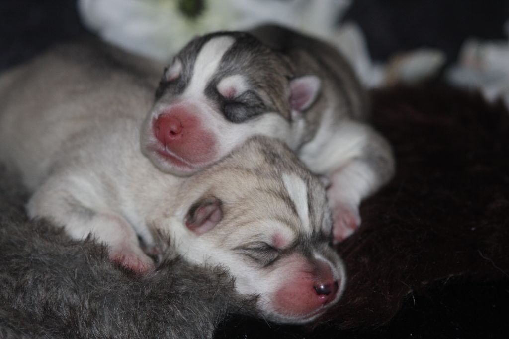 chiot Siberian Husky Of Legendary's Reborn