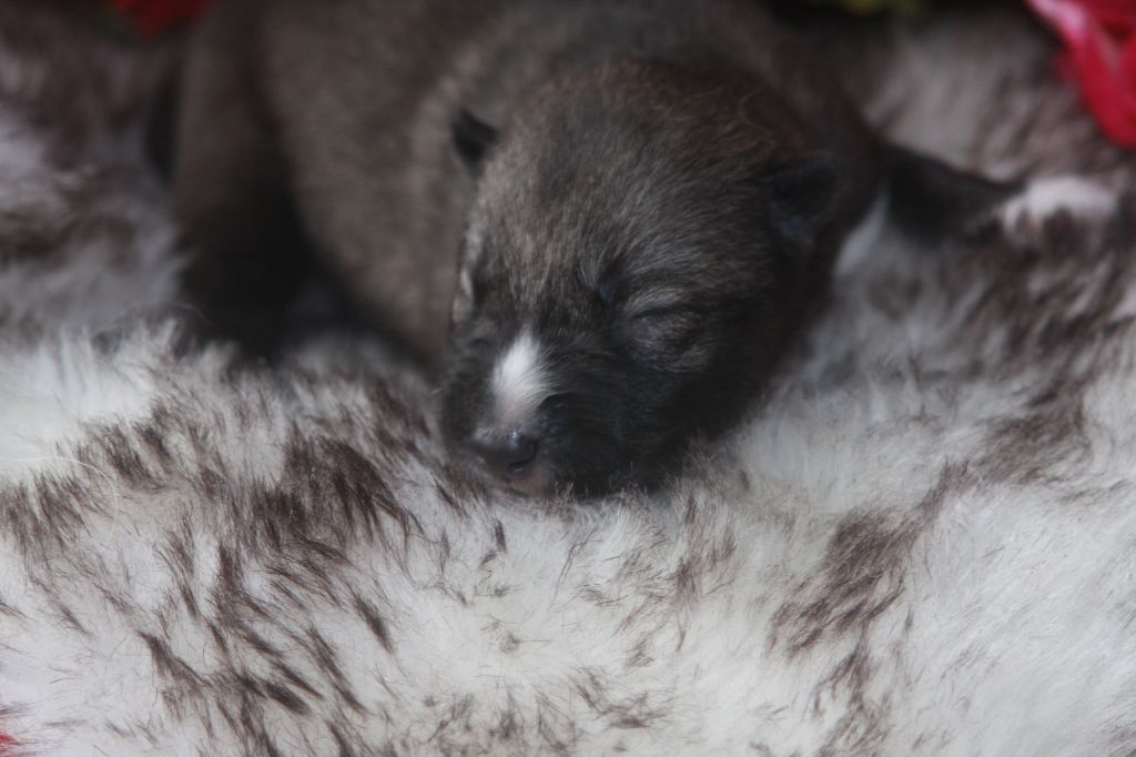 Of Legendary's Reborn - Chiot disponible  - Siberian Husky