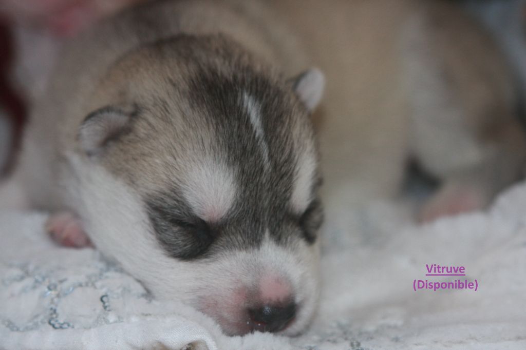 Of Legendary's Reborn - Chiot disponible  - Siberian Husky