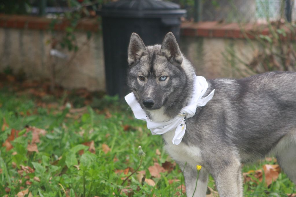 Of Legendary's Reborn - Chiot disponible  - Siberian Husky