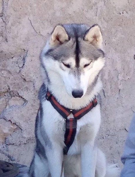 Lord of titans dit 'titan' Of Wolf's Bloody Revenge