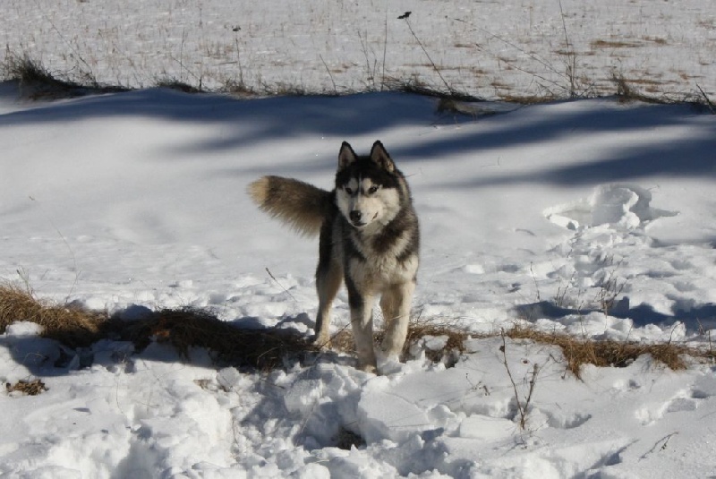 Like mountain spirit dit 'spirit' Of Wolf's Bloody Revenge