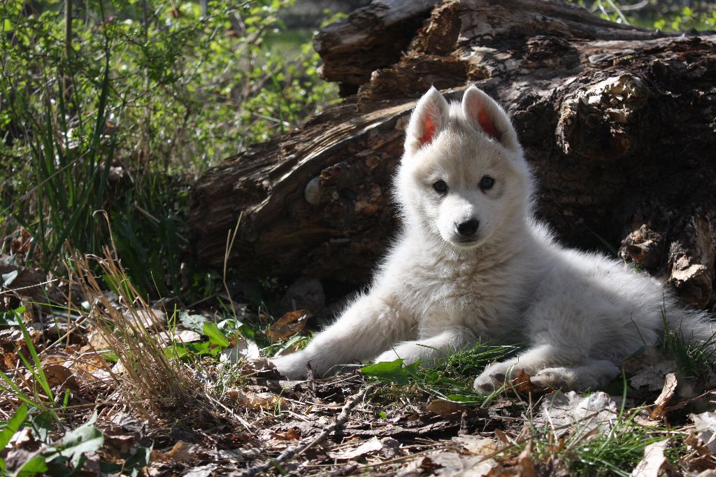 Never alone again dit pinou Of Wolf's Bloody Revenge