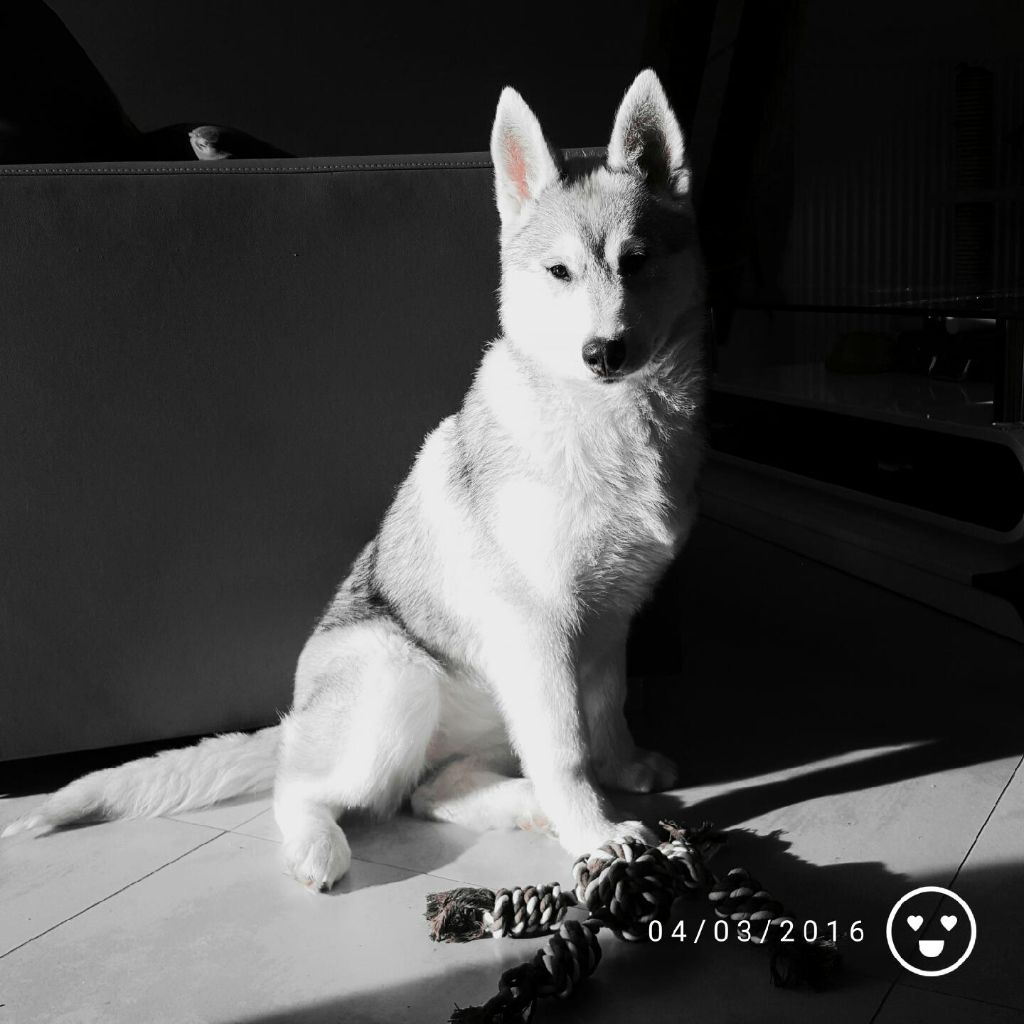 Lolita last hope dite 'laika' Of Wolf's Bloody Revenge