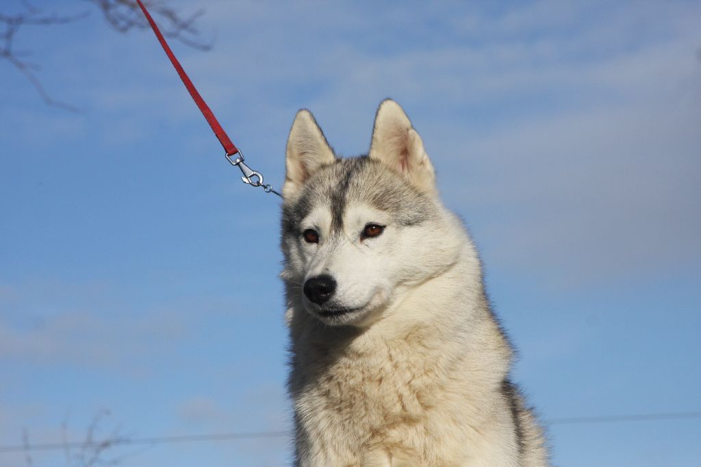 CH. Roooaar from volcano's heart *volpina* Of Legendary's Reborn