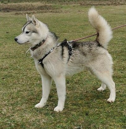 Phoebus means sun's god Of Legendary's Reborn