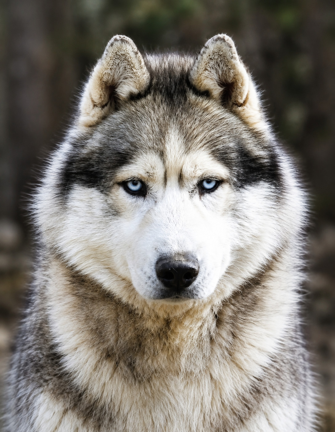 One new grey boy orkan des reves de neige