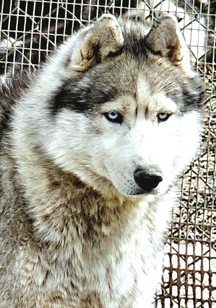 One new grey boy orkan des reves de neige