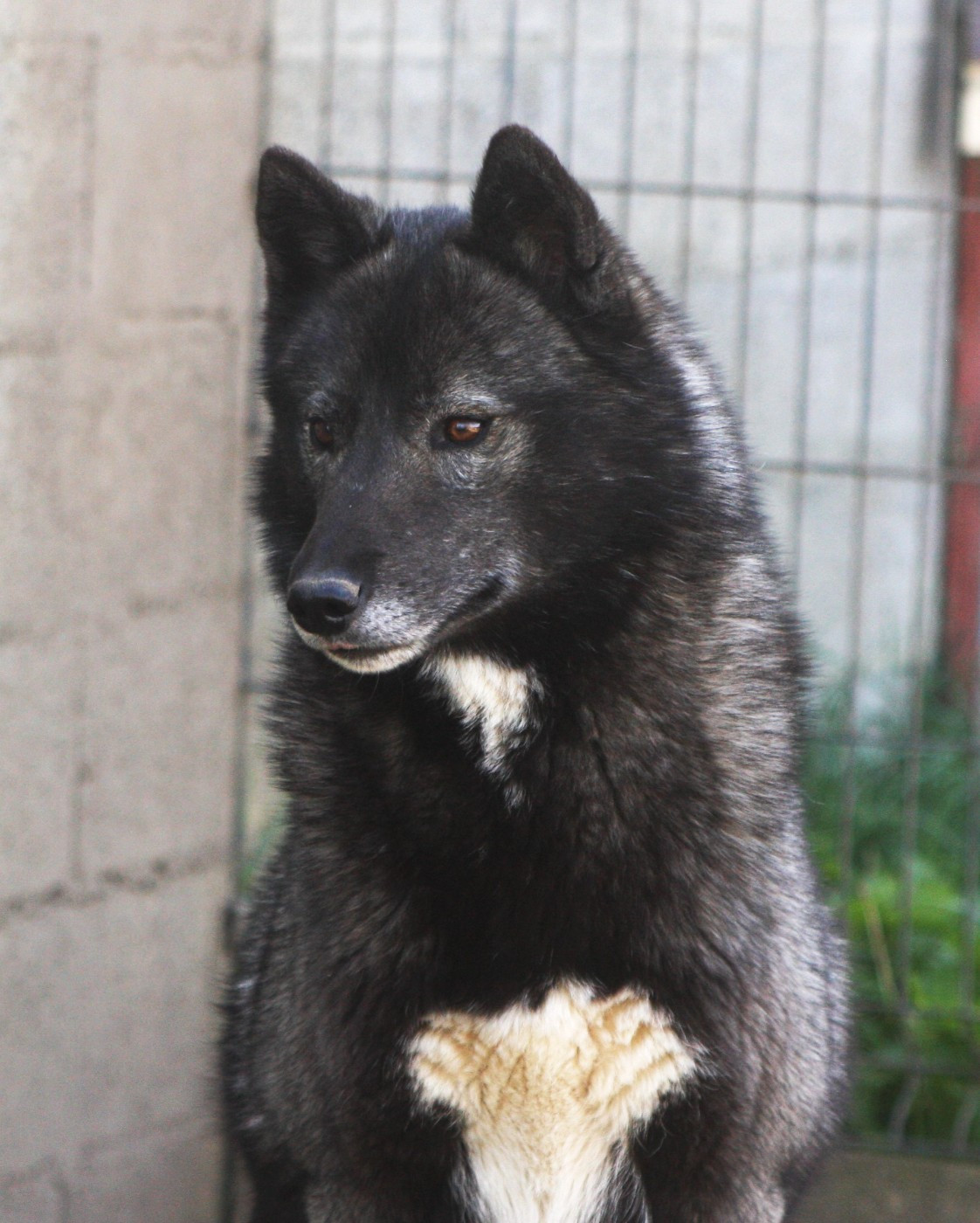 Unforgettable bloody revenge scarlet Of Legendary's Reborn