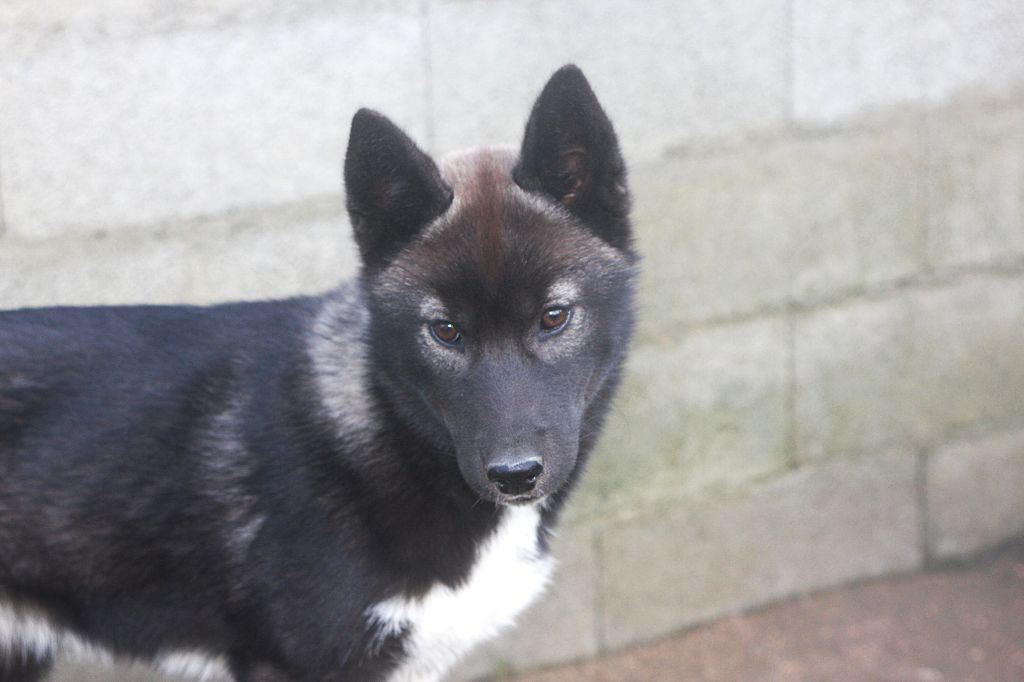 Apokalypse (Sans Affixe)