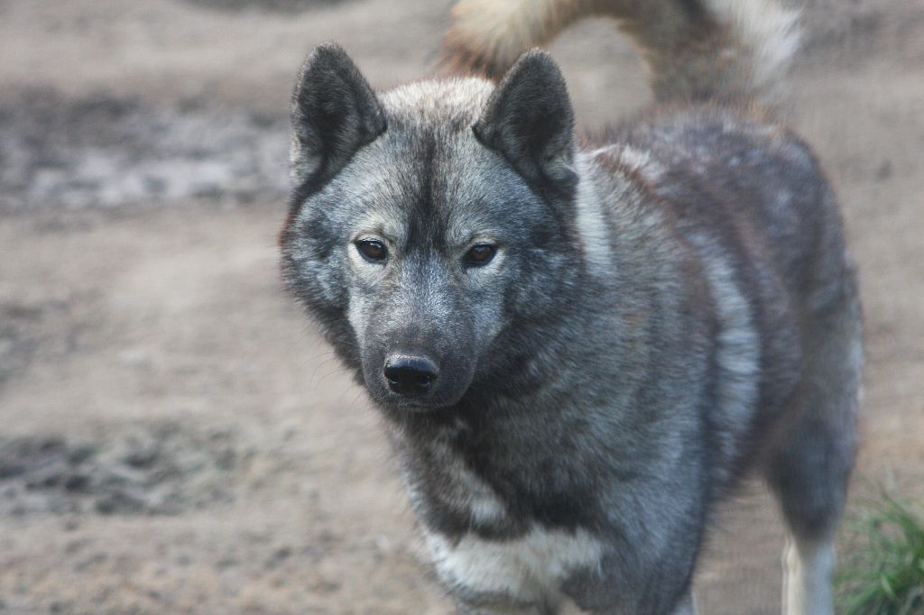 Vibrant colors paint a world vizeria Of Legendary's Reborn