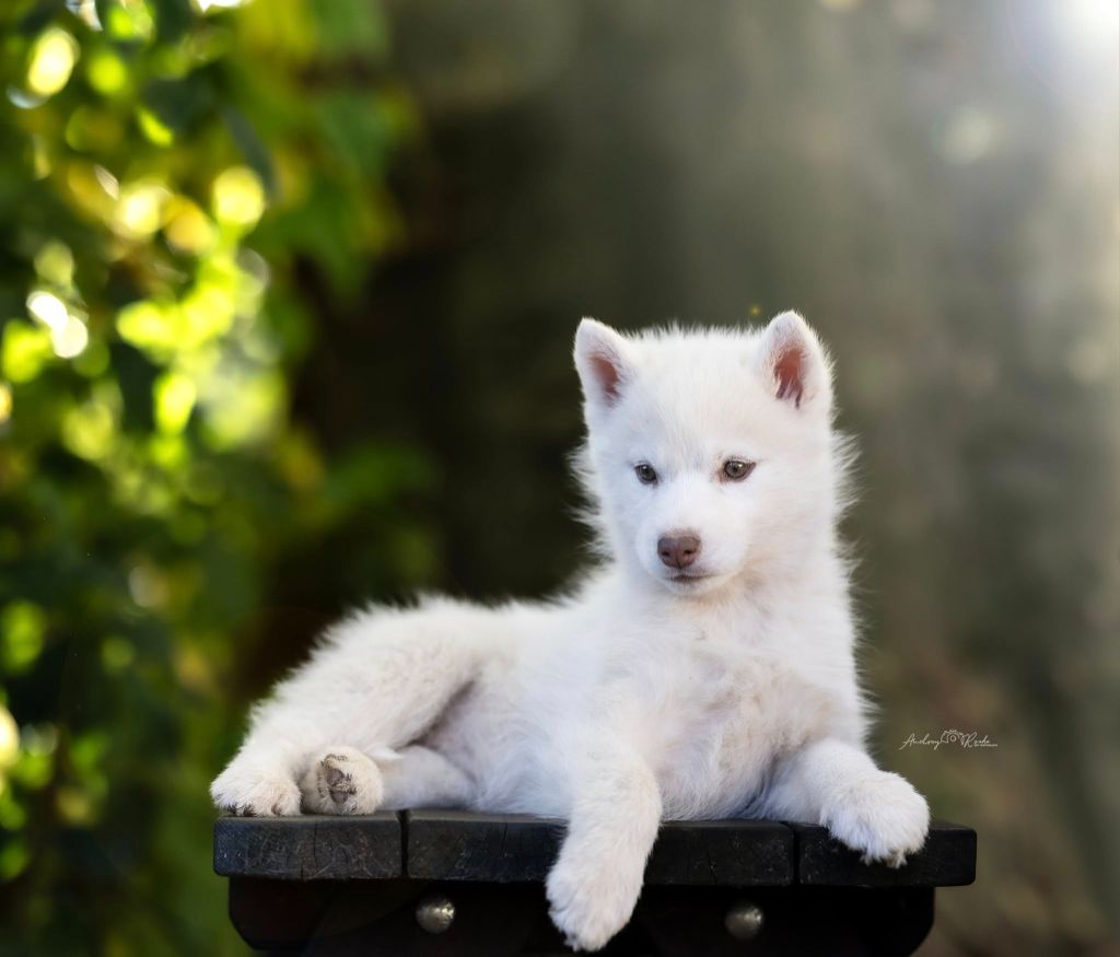 A freedom-seeking empress Of Legendary's Reborn