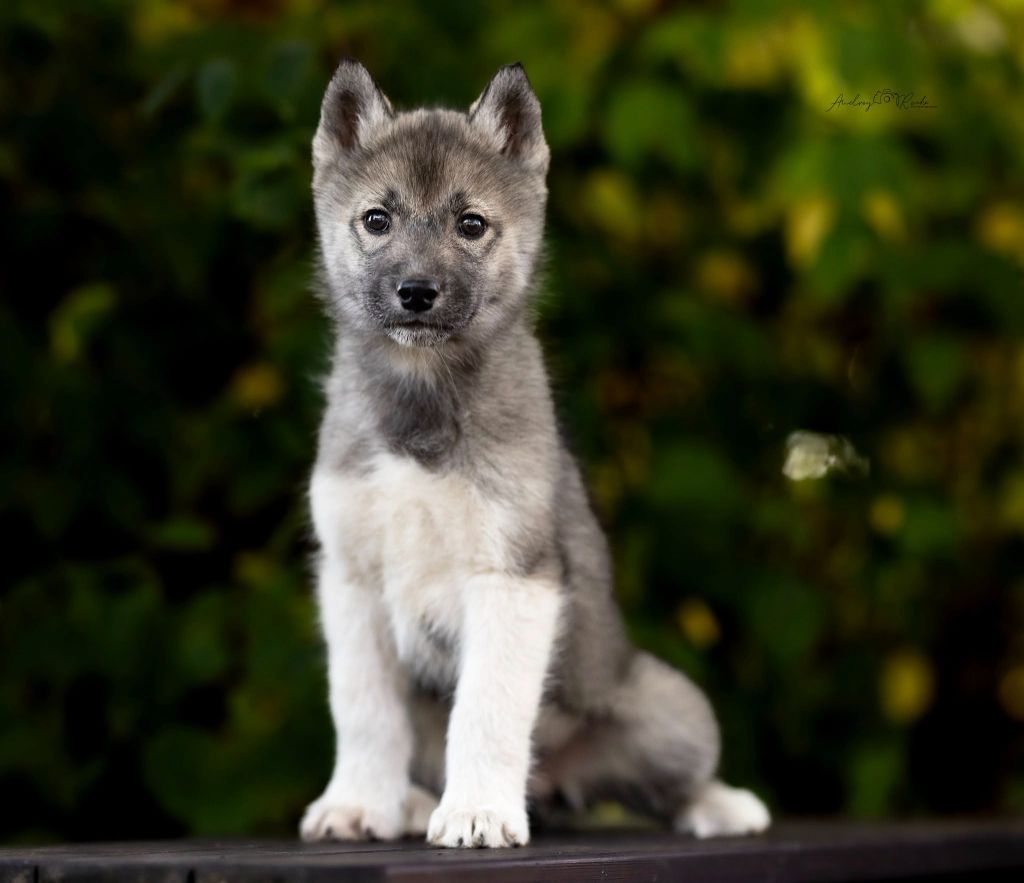 Altess shine like the moon Of Legendary's Reborn